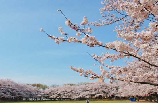 蕨市民公園　桜まつり